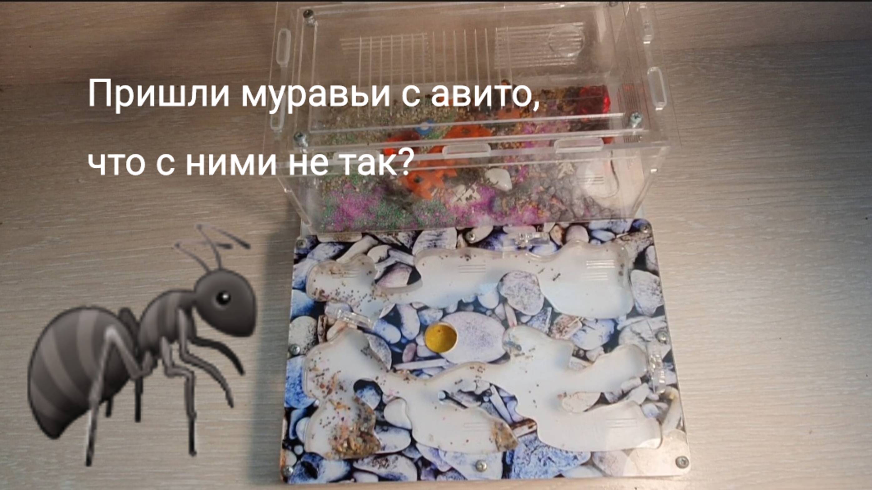 Пришли муравьи с авито "ЧТО С НИМИ НЕ ТАК?"