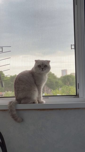 😸🌳🌳