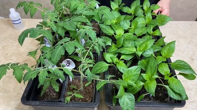Одна столовая ложка и рассада растет как на дрожжах