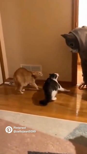 ❤️Новые тренды в деле Коты в шоке