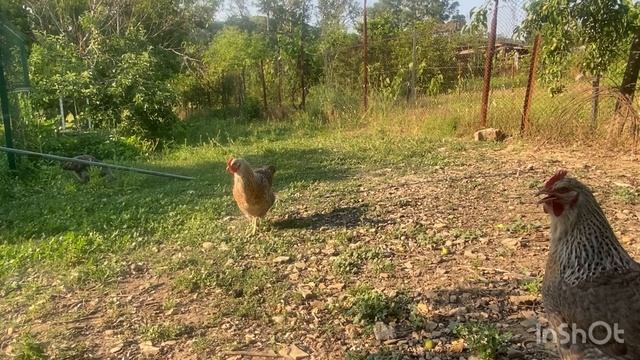 Билефельдер. Вас обманывают.