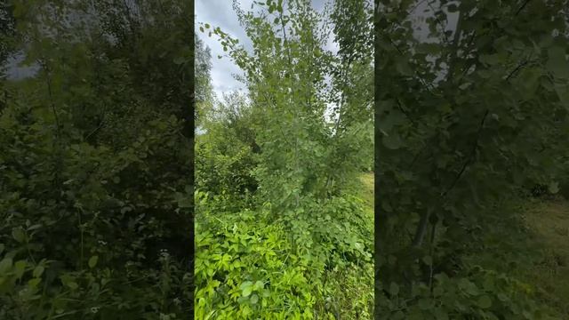 Участок 12 соток в массиве Рубеж, снт Дружба.