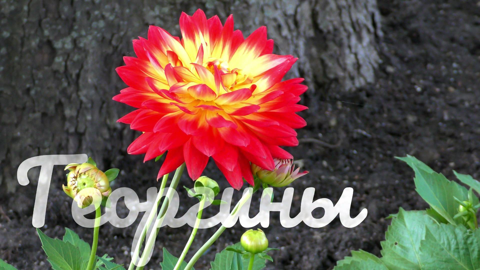 Георгины