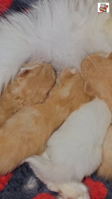 Доброе утро Ребята 🌞❤️😻🍼🐈🐈🐈🐈🐈