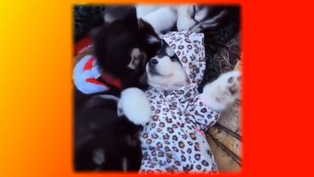 Приколы с животными 2