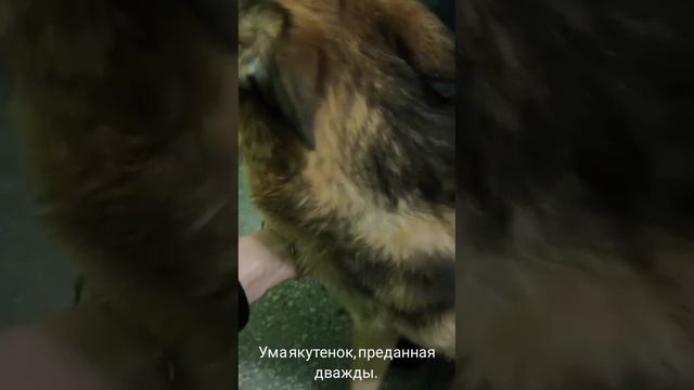 24-06-2025 Ума, якутенок, преданный дважды