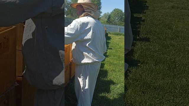 Заселяем нуклеусы. Пчёлы поварёшкой. #пчёлы #насыпать пчёл #облётник #матка #нуклеус на четыре матк