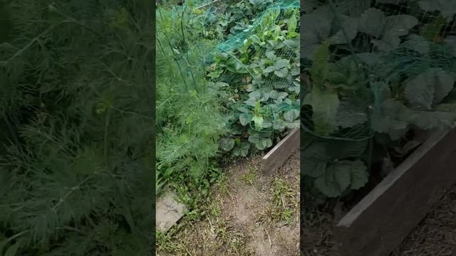 Надоело Мачо спать под кустом, пошел искать приключения.