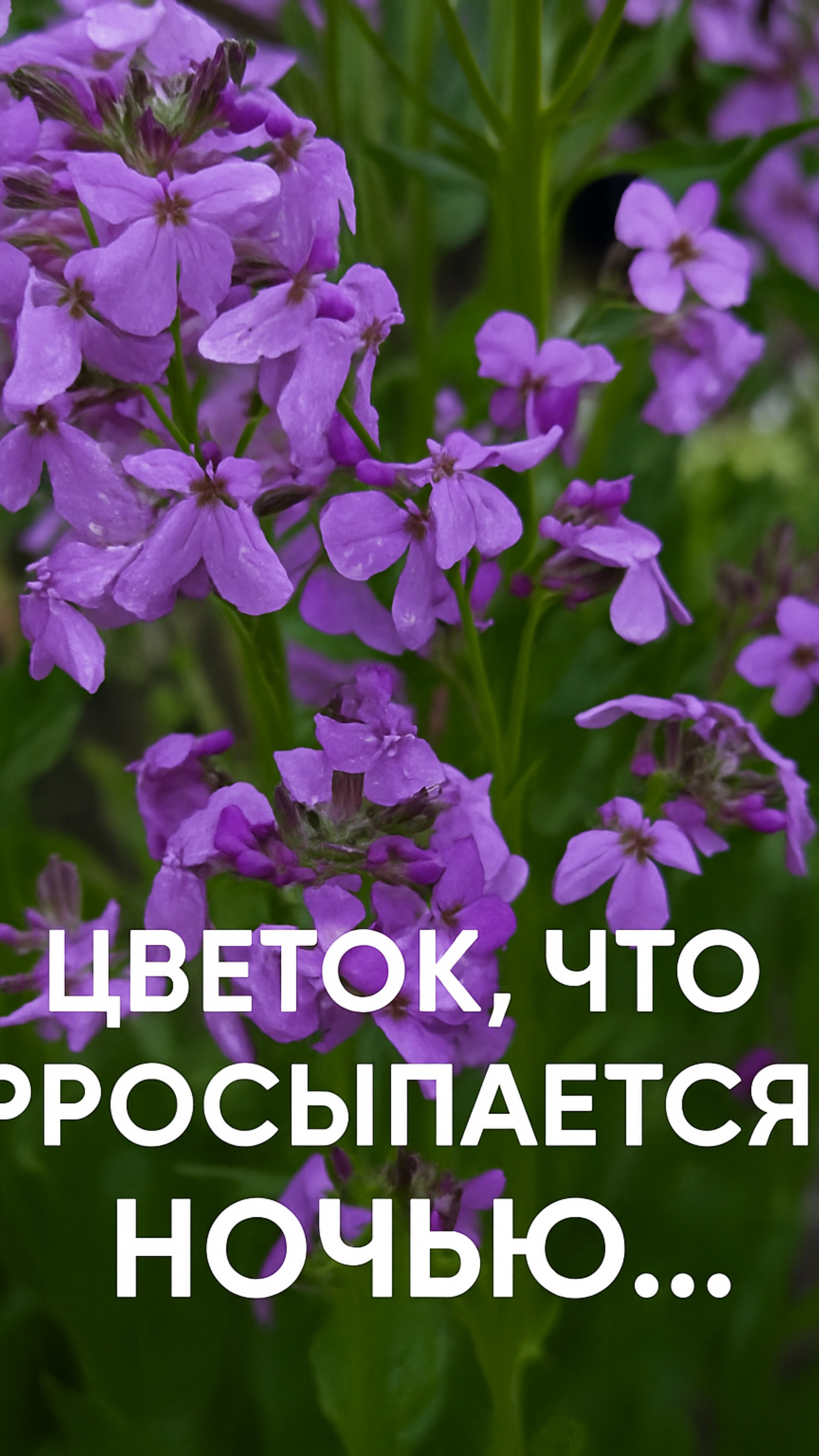 Цветок что просыпается ночью🌸🌚