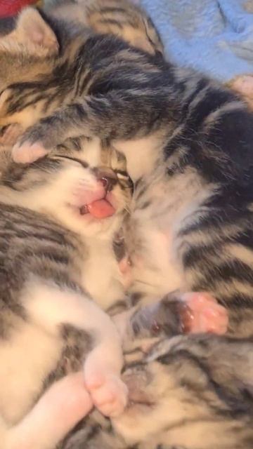 Настоящий крепкий сон #cats  #cat  #shortsclip  #funnyvideos