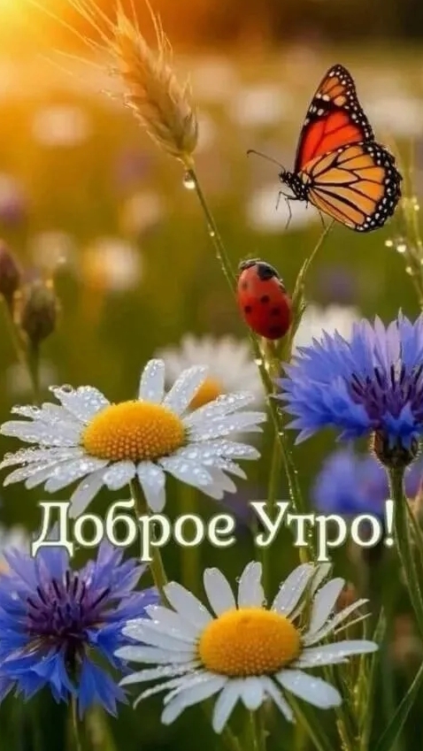 Доброе утро !