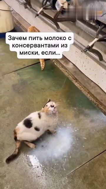 Первородное молоко