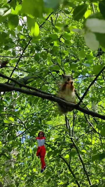 Ну очень забавная белка 🐿️ в лесу и орехи