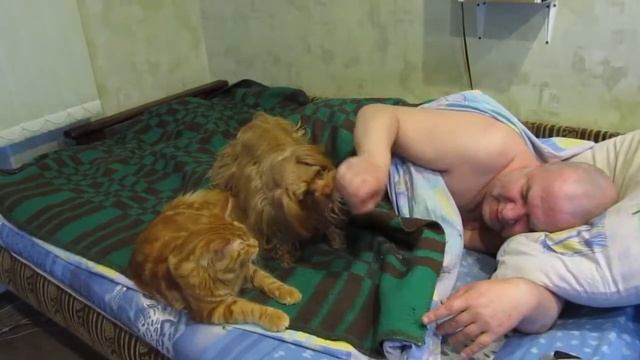 Марека-Маркиза жалко ....