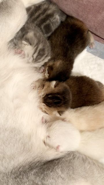 Котятам кошки Кайли восемь дней.