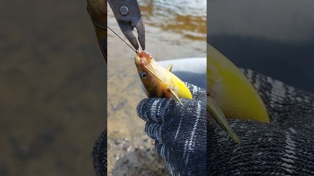 Вот такая рыбка водится на реке Сита