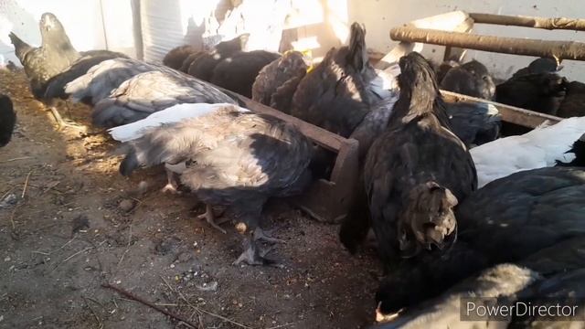 ✅️Аквадетрим или Рыбий жир?!/Цыплята из разноцветного Яйца!/Chickens from colorful eggs