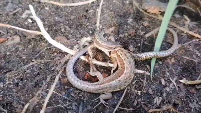 Брачные игры ящериц живородящих.