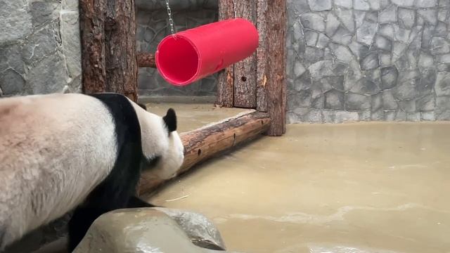 🐼 Сегодня панда Жуи устроил мастер-класс для посетителей с лунной походкой.

Настоящая звезда.