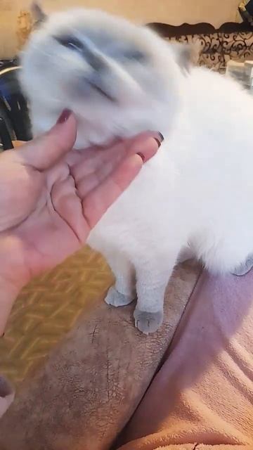 Стоп, стоп/Affectionate cat