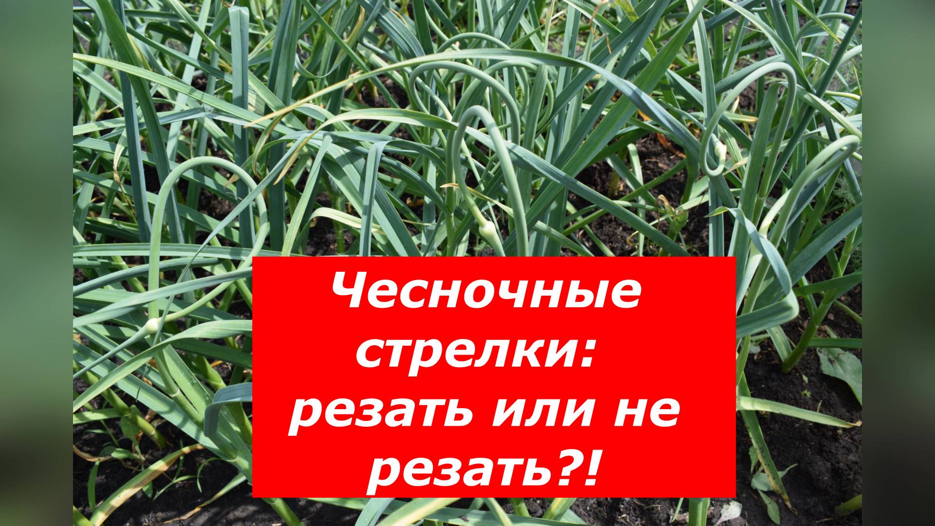 Когда и как обрезать чесночные стрелки, чтобы чеснок вырос с кулак?! #чеснок #стрелки #подкормки