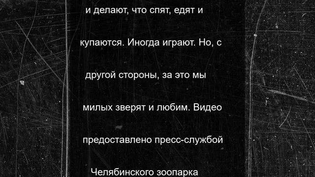 В Челябинске выдры-лентяи только спят, едят и купаются. Видео
