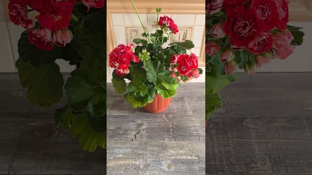 VID_20250623_112347.mp4