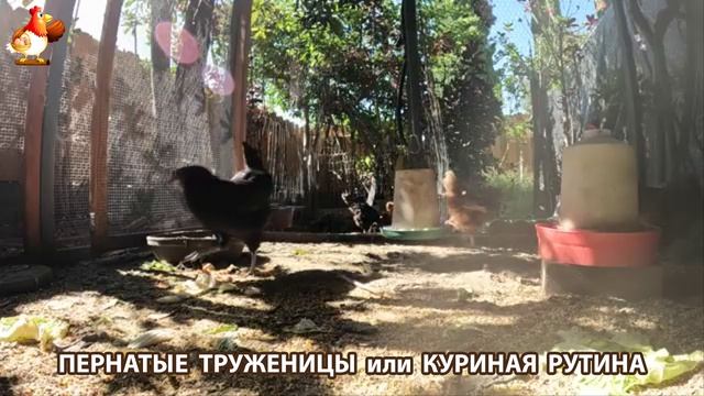 Куры несушки свободного выгула и их обычная куриная рутина – эпизод (482)