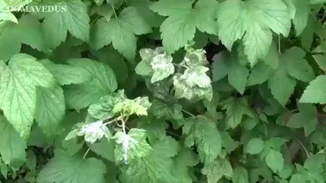 БОЛЕЗНИ СМОРОДИНЫ, Мучнистая Роса на Смородине. МЕРЫ БОРЬБЫ