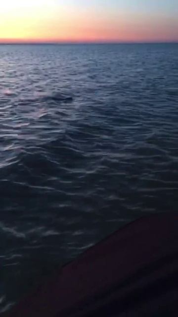 Большая крыса в Азовском море. Ейск.