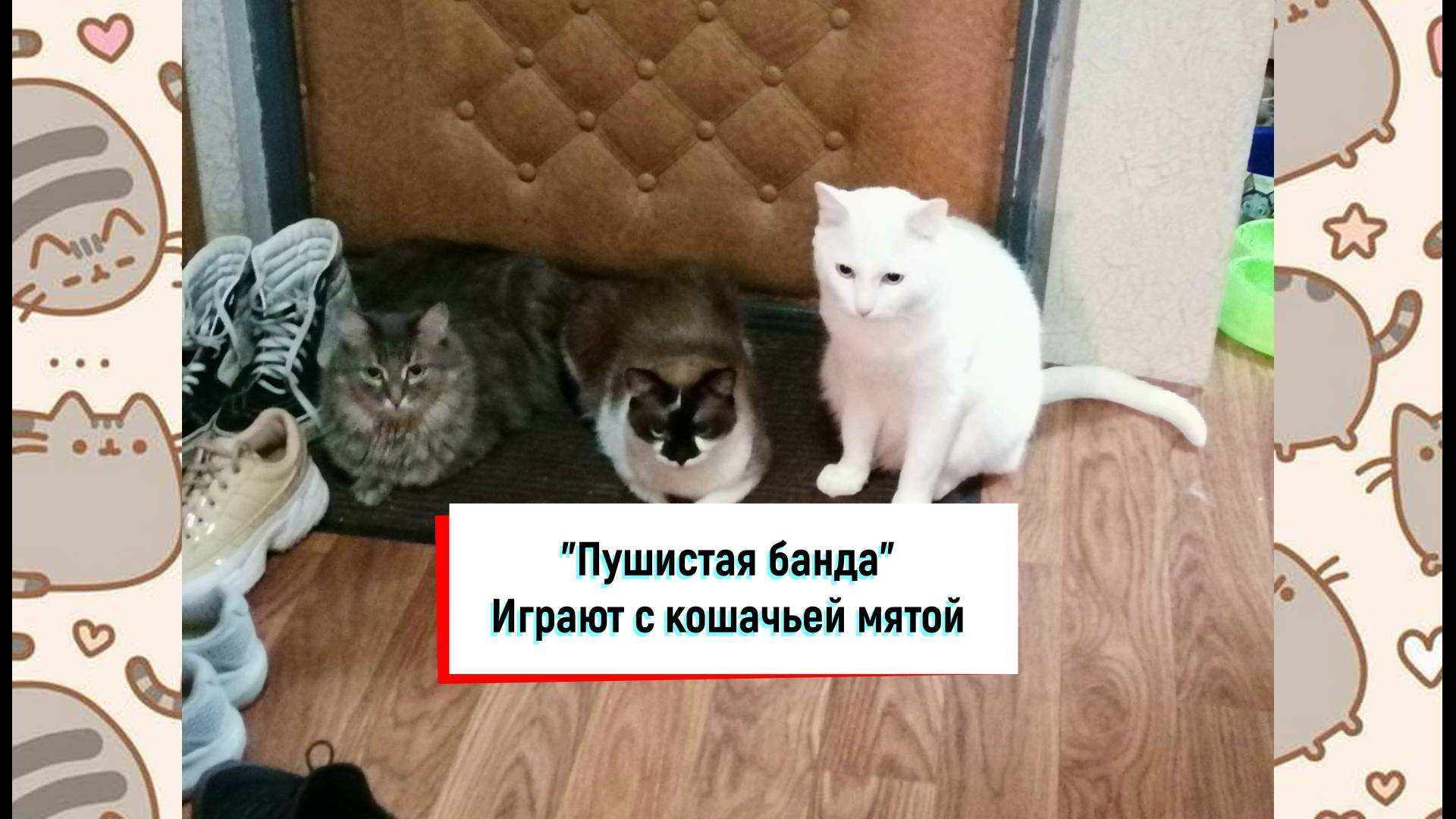 Котики играют с кошачьей мятой