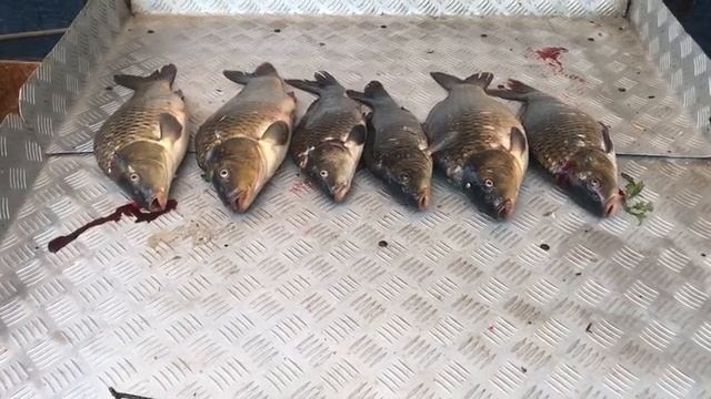 итоговый улов карпа на большом водоёме
