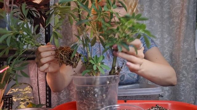 Делаю шефлеру более пышной, с помощью укорененных черенков