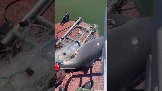 Застрял в сетях: в Таганрогском заливе спасли дельфина, который запутался в рыболовных сетях.