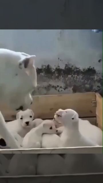 Дерзкий малыш не слушается мамочку 🐶😘🤩