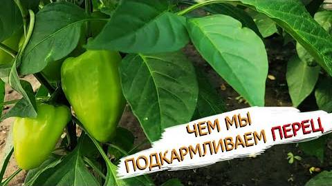Как правильно подкармливать перец — эффективная схема подкормок для большого урожая