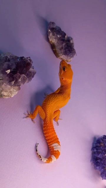 Gecko Army Eublepharis macularius 레오파드 게코 Эублефар
