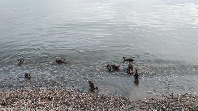 На море 🌊: кормлю утят и утку 🦆 овсяным печеньем 🍪 At sea ⛵: I feed the ducklings and the duck 🦆