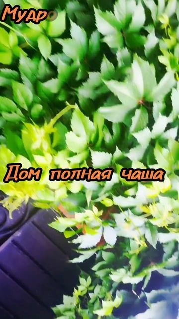 24 июня.
АСТРОЛОГИЯ ДНЯ.

Семейное благополучие гораздо важнее работы .
(Общественного признания.)
П