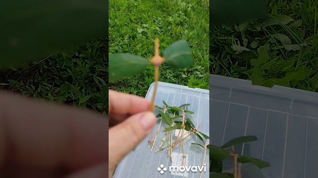 Размножение жимолости летом.