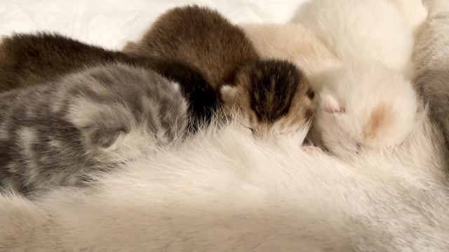 Котятам кошки Кайли девять дней.
