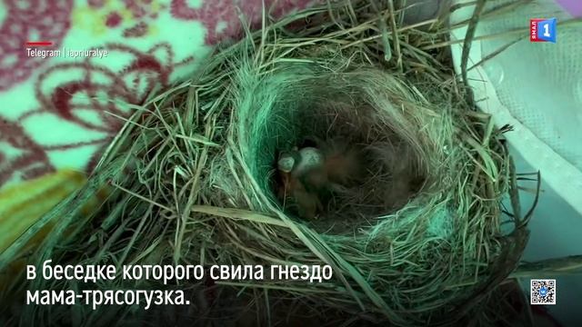 В Белоярске малыши трясогузки появились на свет в игрушечной коляске