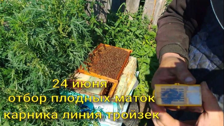 отбираю плодных маток