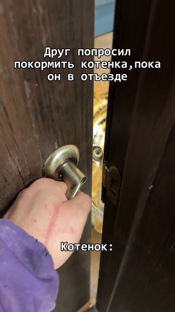 Котя