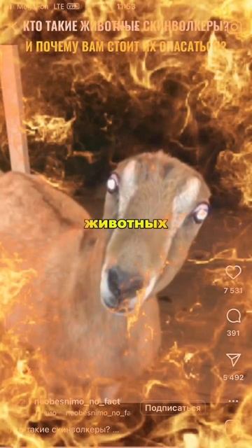 страшные животные