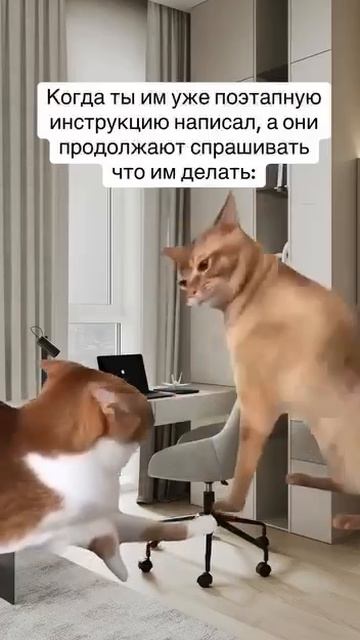 Прикольные котики на удалёнке!