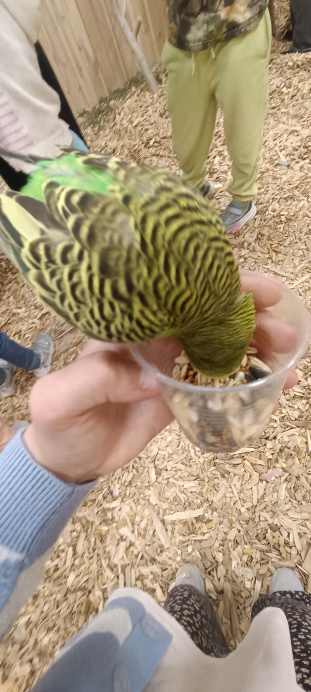 🍞🐥