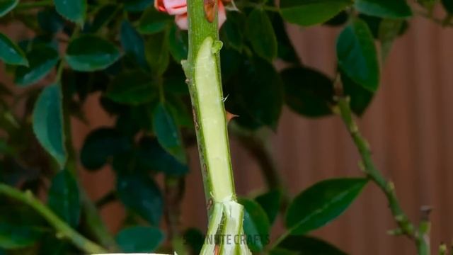 GENIUS GARDENING HACKS TO GROW FRUITS & VEGGIES AT HOME!