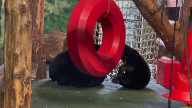 🐻 Малайские медвежата Маша, Лучик и Звёздочка наконец-то играют вместе — их вольеры объединили.