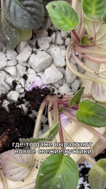 Ращу фиалки 2 / Growing violets 2#сад#цветыдлядома#комнатныецветы #дача#садоводничество#plants#цветы